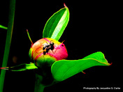 Ant On Peony