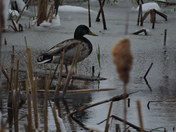 Crawled Out After The Snow Storm