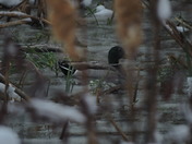 Crawled Out After The Snow Storm