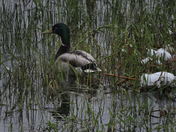 Crawled Out After The Snow Storm