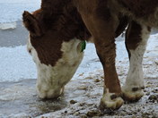 Cattle In The Cold