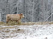 Cattle In The Cold