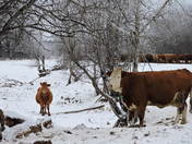 Cattle In The Cold