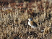 Baird's sandpiper near Arviat