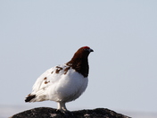 Willow ptarmigan