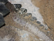 Prehistoric Creature?