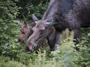 Moose and calf