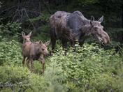 Moose and calf