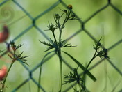 Through the Garden Fence