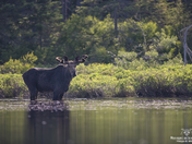 Moose in the lake 