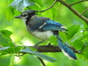 Young Blue Jay