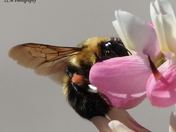 Pollination