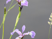 Wild Arctic Iris