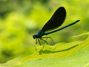 Blackwinged Damselfly