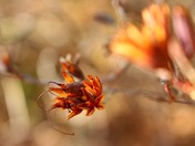 Rhododendron canadense
