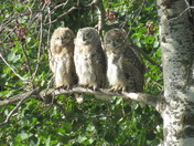 Great Horned Owlet - Triplets