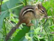 Chipper Chipmunk