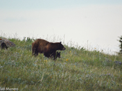 Black Bears of Waterton Lakes