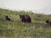 Black Bears of Waterton Lakes