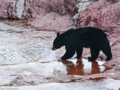 Black Bears of Waterton Lakes