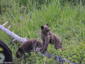Black Bears of Waterton Lakes