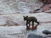 Black Bears of Waterton Lakes