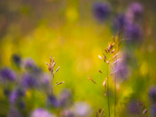 In The Prairie Grass