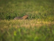 Prairie Dog