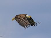 Bald Eagle in Flight - Manitoba
