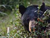 Black Bears of Banff National Park 
