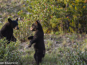 Black Bears of Banff National Park 