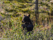 Black Bears of Banff National Park 