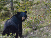 Black Bears of Banff National Park 