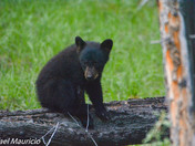 Black Bears of Banff National Park 