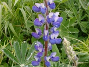 Arctic Lupine - Lupinus arcticus