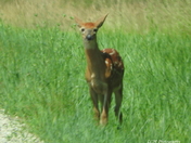 Fawn
