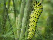 Sleeping caterpillar