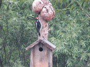 Woodpecker on tree with burls