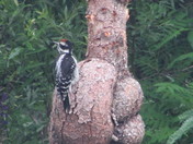 Woodpecker on tree with burls