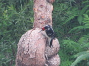 Woodpecker on tree with burls