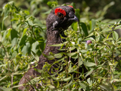 Spruce Grouse in the berry patch