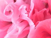 Pink Poppy