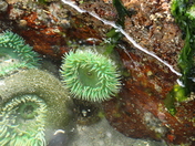 green anenome
