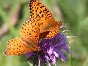 Fritillary and bergamot