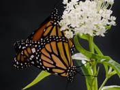 Reproduction In Progress