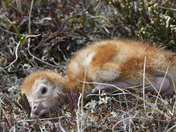 Small sandhill crane hiding in the willows