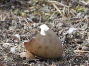Small sandhill crane hiding in the willows