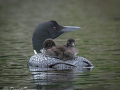 Baby loons