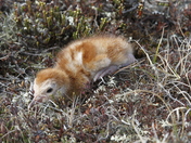 Small sandhill crane hiding in the willows