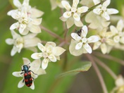 Red-blue checkered beetle